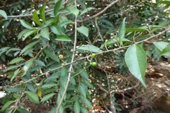 Erycibe paniculata